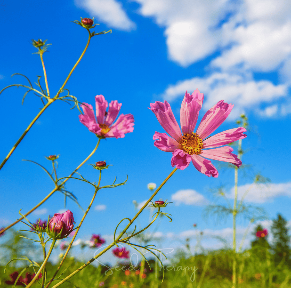 Sea Shells Cosmos – 100 Seeds