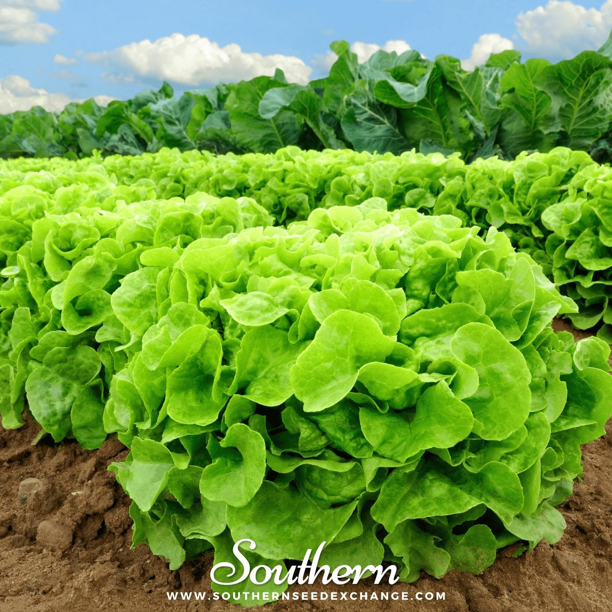 Buttercrunch Lettuce – 500 Seeds