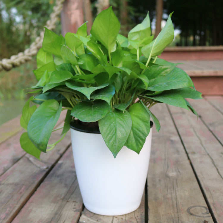 White planter shown with a leafy plant; plant not included